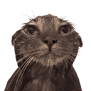 wetcatstare