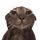 wetcatstare Discord Emoji