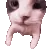 catKISS