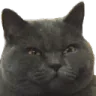 tacticat