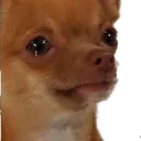 sadChihuahua sadChihuahua