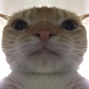 jdm_CattoDominate Discord emoji