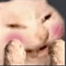 jdm_CattoBlusho Discord emoji