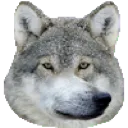 ScuffedWolf
