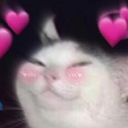 Cat_Blush Discord emoji