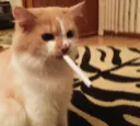 Cig