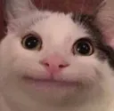 belugacat