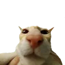 cat Discord Emoji