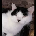 8433cathigh Discord Emoji