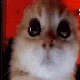 angrykitty