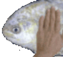 fishebig
