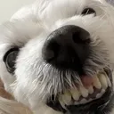 gureumevilsmile
