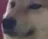dawg