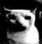 CatDespair