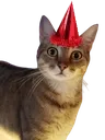 Party Cat partycat Discord Emoji