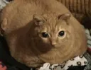 catpro