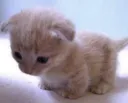 smol_gatita
