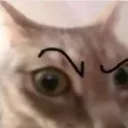 catsus