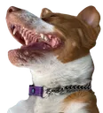 IMG_4931removebgpreview Discord Emoji