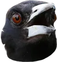 NBDH_magpog NBDH_magpog