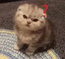 catangyy2