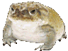 froggi Discord emoji