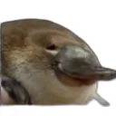 platypuss_irl