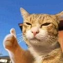 Cat_Okok Discord emoji
