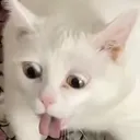 puke3 puke3