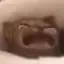 catsob