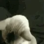 catsunglasses
