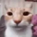 TR_Mf_Wtf
