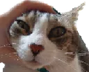 tuni_goof