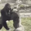 z_jen_fighting z_jen_fighting