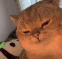 evil_cat