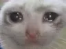 cryingcat