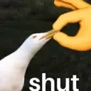 shut shut