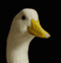 duckyessss Discord emoji