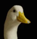 duckyessss