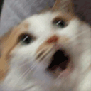 catshake