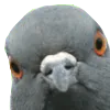 golomp