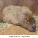 sadcapy Discord Emoji