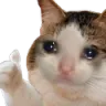 4_sadcatthumbsup