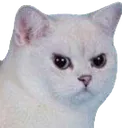 catDisappoint