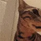 catgif