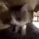 knead