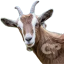 cpgoat