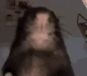 ratstare ratstare