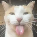 BLEHHHH BLEHHHH