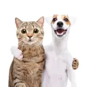 fwends
